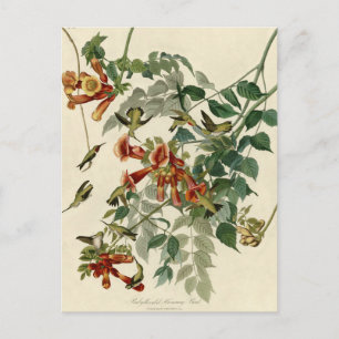 Hummingbird Ruby Throated Audubon Postcard