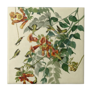 Hummingbird Ruby Throated Audubon Tile
