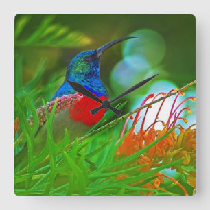 Hummingbird ruby throated square wall clock