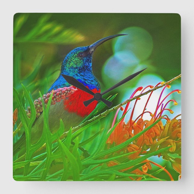 Hummingbird ruby throated square wall clock (Front)
