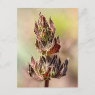 Hummingbird Sage Postcard