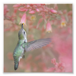 Hummingbird sipping on flowers photo print