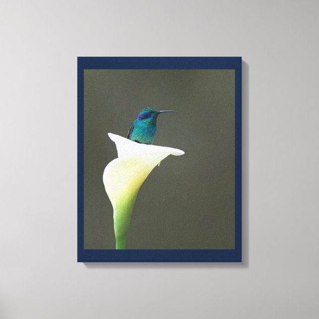 Hummingbird Sitting in a Calla Lilly Canvas Print (Front)