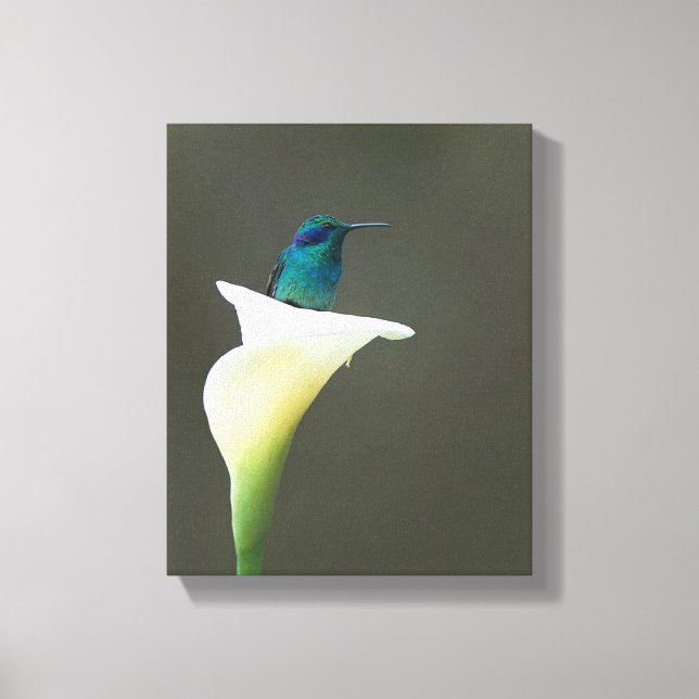 Hummingbird Sitting in a Calla Lilly Canvas Print (Front)