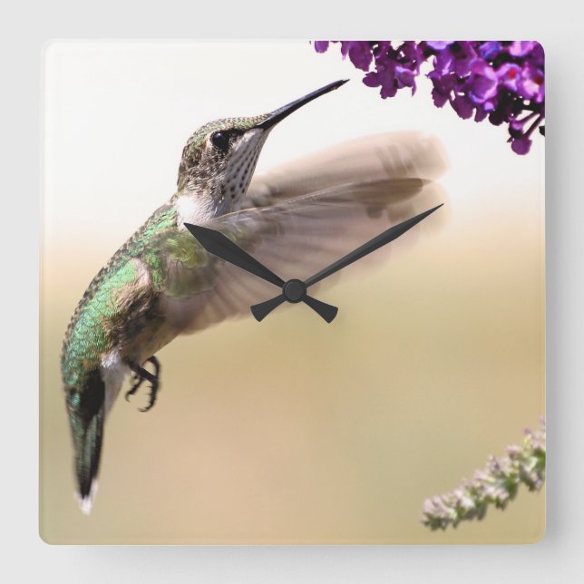 Hummingbird Square Wall Clock (Front)