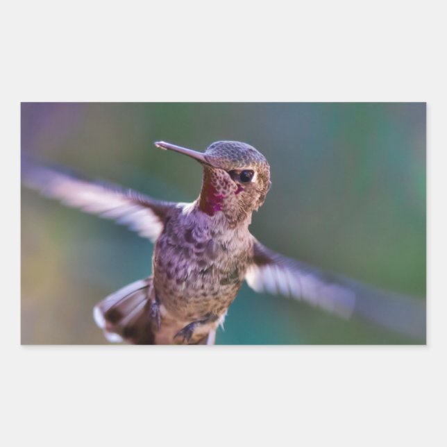 Hummingbird Sticker (Front)