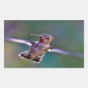 Hummingbird Sticker