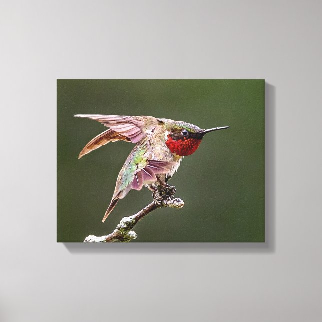 Hummingbird Stretches Photo Print (Front)