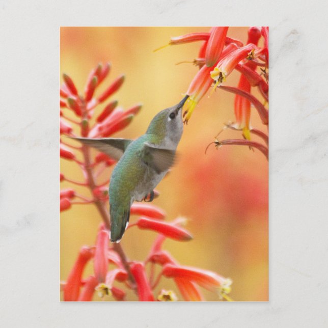 Hummingbird surrounded by red yucca postcard (Front)