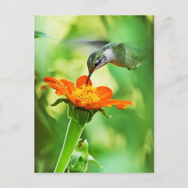 Hummingbird Takes A Sip Postcard (Front)