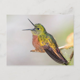 Hummingbird Talking with Open Beak Postcard