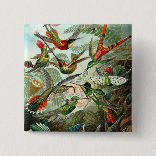 Hummingbird (Trochilidae) by Haeckel Button