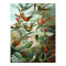 Hummingbird (Trochilidae) by Haeckel Poster