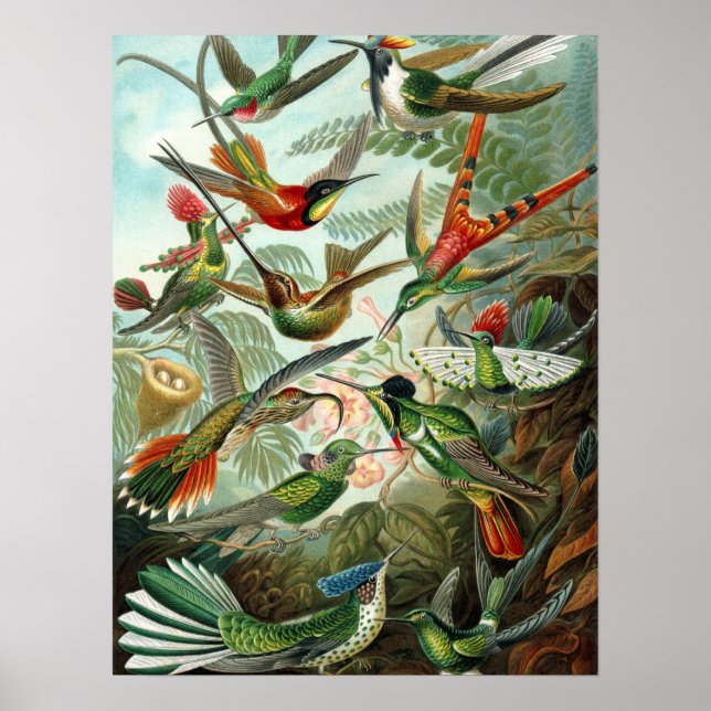 Hummingbird (Trochilidae) by Haeckel Poster (Front)