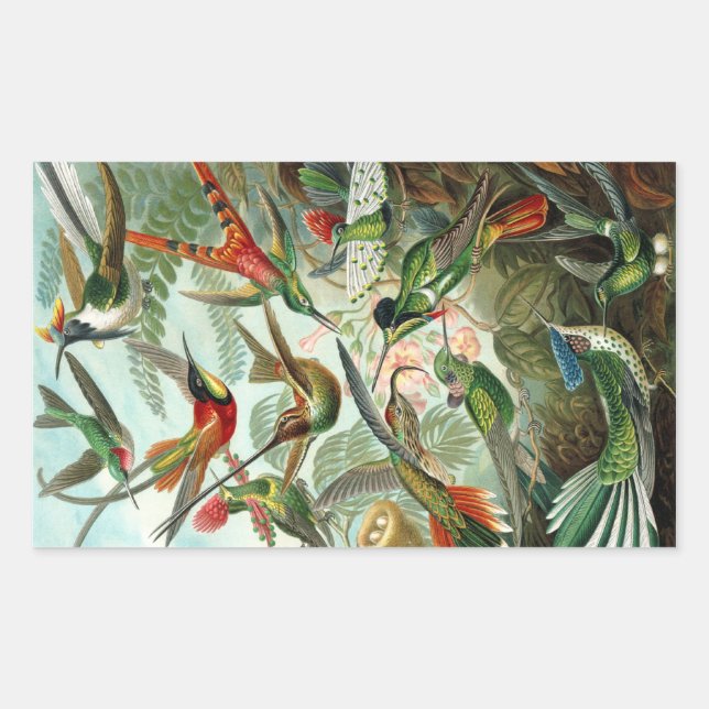 Hummingbird (Trochilidae) by Haeckel Rectangle Sti Sticker (Front)