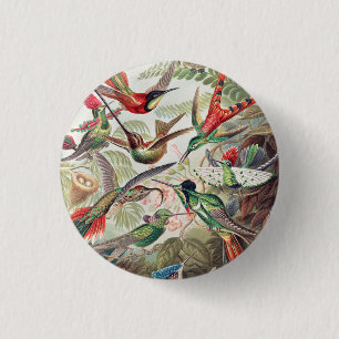 Hummingbird, Trochilidae Kolibris by Ernst Haeckel 1 Inch Round Button