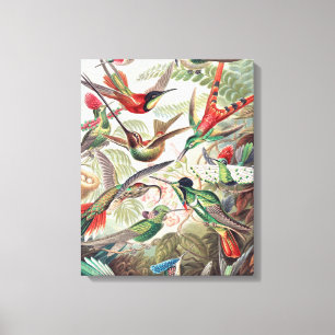 Hummingbird, Trochilidae Kolibris by Ernst Haeckel Canvas Print