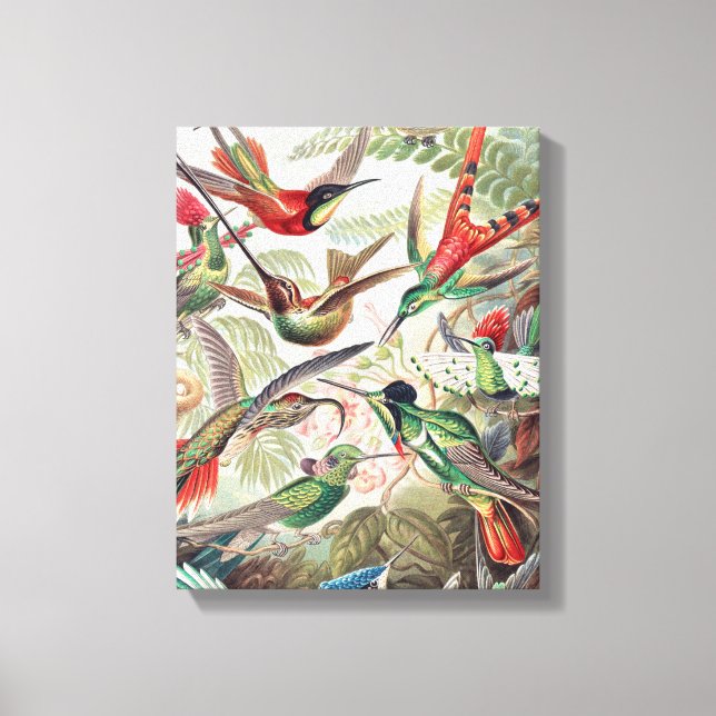 Hummingbird, Trochilidae Kolibris by Ernst Haeckel Canvas Print (Front)