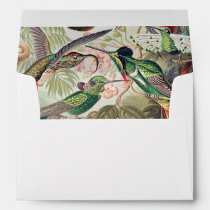Hummingbird, Trochilidae Kolibris by Ernst Haeckel Envelope