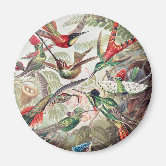 Hummingbird, Trochilidae Kolibris by Ernst Haeckel Magnet (Front)