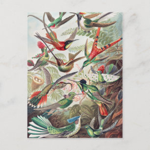 Hummingbird, Trochilidae Kolibris by Ernst Haeckel Postcard
