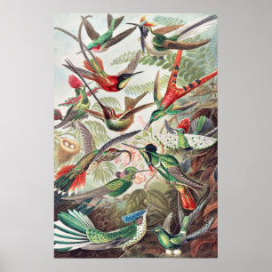Hummingbird, Trochilidae Kolibris by Ernst Haeckel Poster