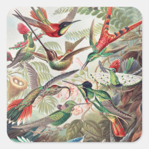 Hummingbird, Trochilidae Kolibris by Ernst Haeckel Square Sticker