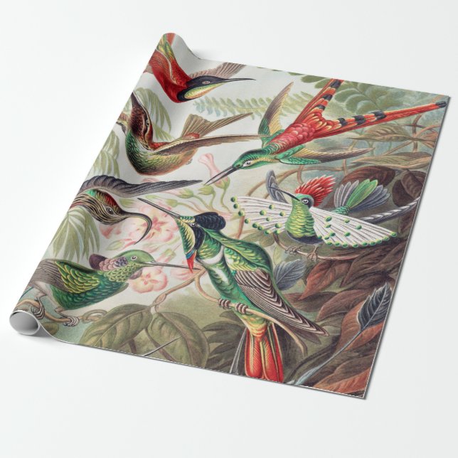 Hummingbird, Trochilidae Kolibris by Ernst Haeckel Wrapping Paper (Unrolled)