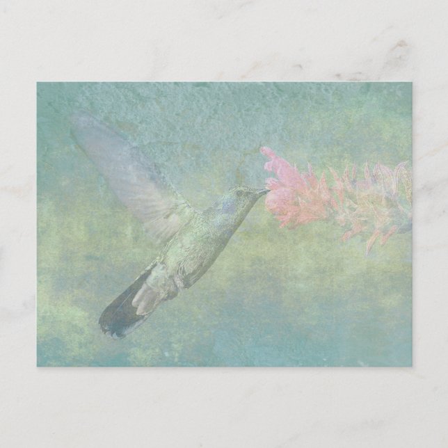 Hummingbird Tune Postcard (Front)
