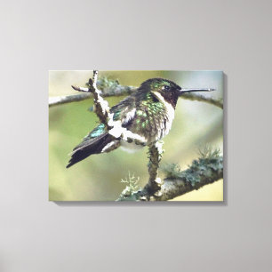 Hummingbird wall art Canvas
