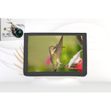 Hummingbird Wallet Design #108A0604