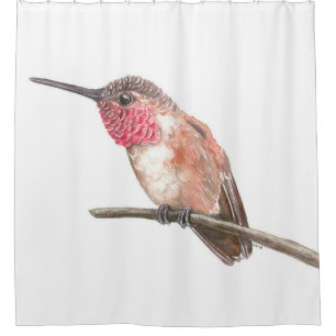Hummingbird watercolor