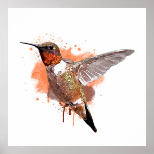 Hummingbird Watercolor Painting Poster