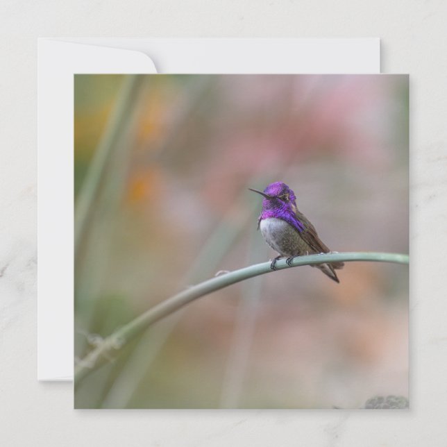 Hummingbird with beautiful purple feathers card (Front)