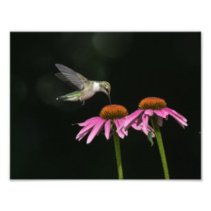 Hummingbird With Coneflower Photo Print