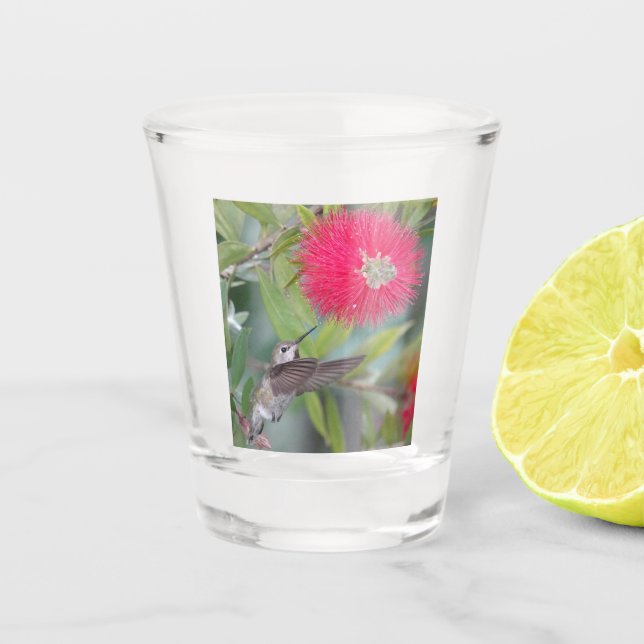 Hummingbird with flowering bottlebrush shot glass (Front)