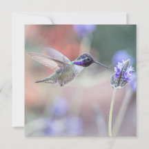 Hummingbird with Lavender I