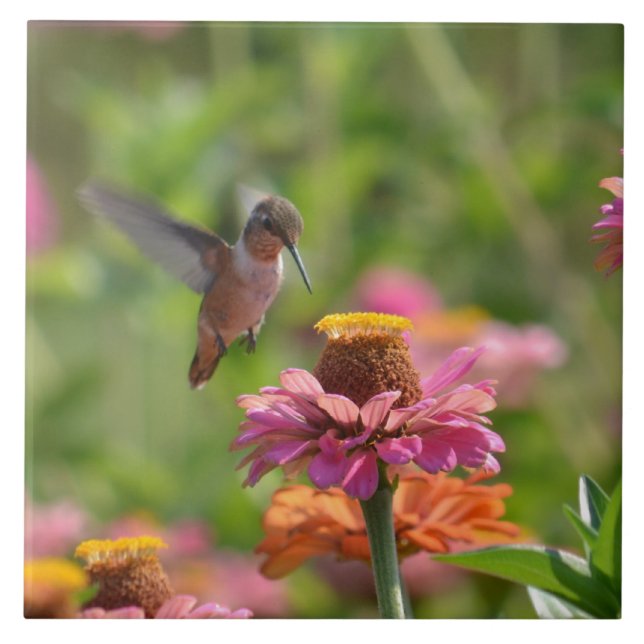 Hummingbird with Zinnias Tile (Front)