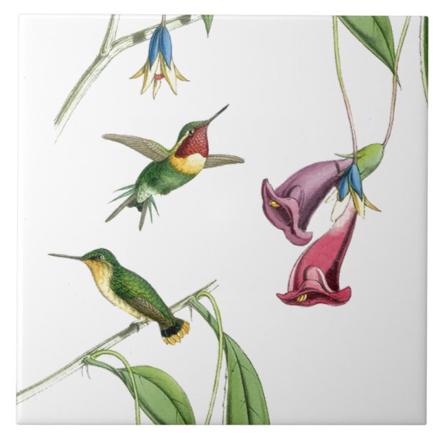 Hummingbirds Birds Flowers Floral Animals Wildlife Tile (Front)