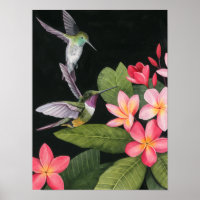 Hummingbirds In the Plumeria