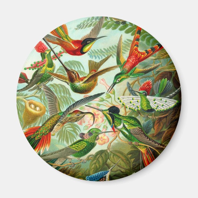 Hummingbirds Magnet (Front)