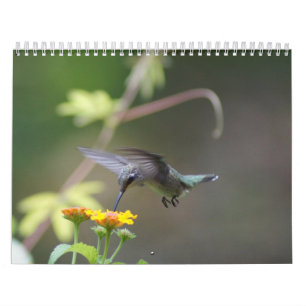 Hummingbirds Year 'Round Calendar