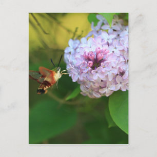 Hummmingbird Moth Postcard