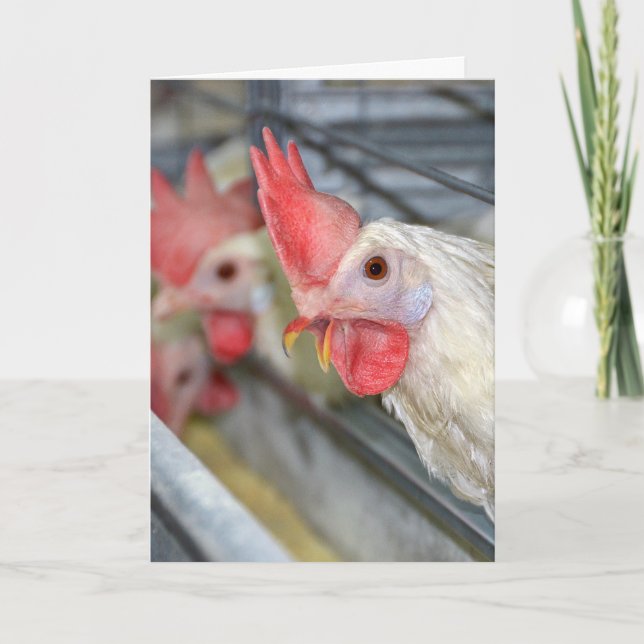 humorous birthday rooster in cage card (Front)