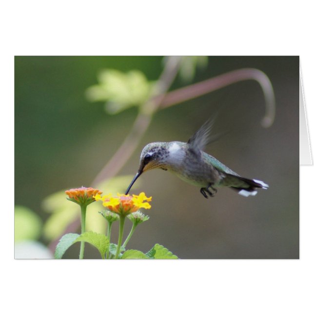 Humour d'été (Devant Horizontal)