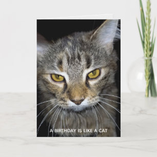 humourous cat birthday card