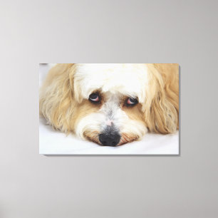 humourous close-up of bichon frise dog canvas print