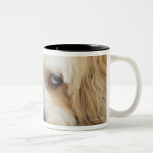 humourous close-up of bichon frise dog Two-Tone coffee mug