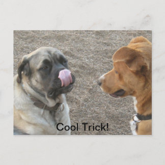 Humourous Dog Postcard