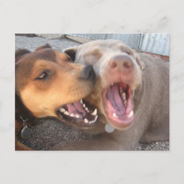Humourous Dog Postcard (Front)